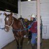 Maggie & Katie in gromming stall